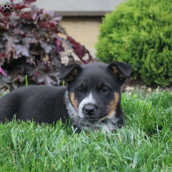 Annie, Blue Heeler Mix Puppy