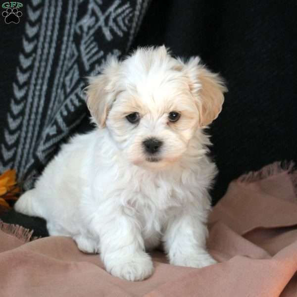 Annie, Teddy Bear Puppy