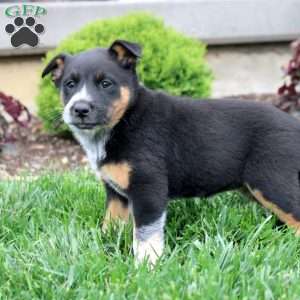 Annie, Blue Heeler Mix Puppy