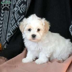 Annie, Teddy Bear Puppy