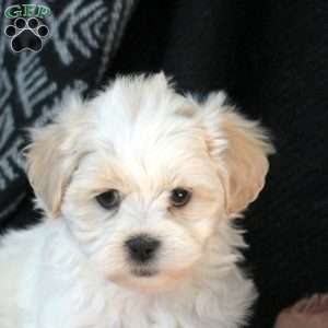 Annie, Teddy Bear Puppy