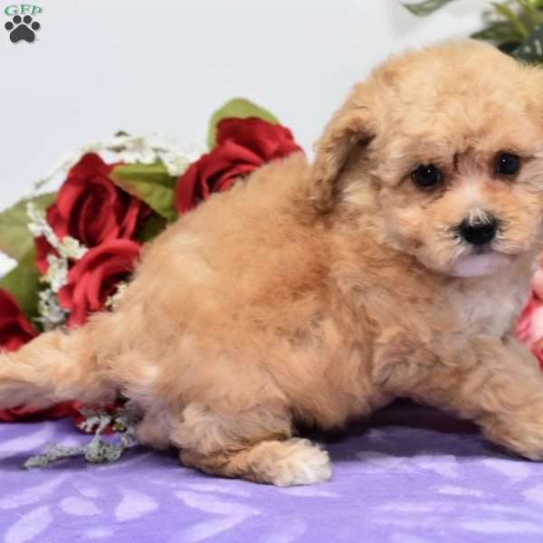 Annie, Bich-Poo Puppy