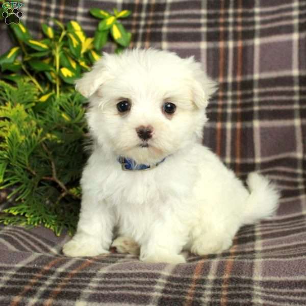 Ansel, Maltese Puppy