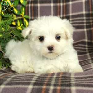 Ansel, Maltese Puppy