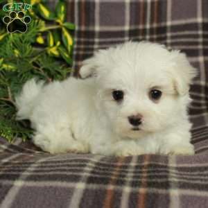 Ansel, Maltese Puppy
