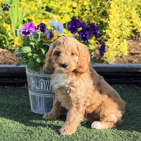 Anthony, Cockapoo Puppy