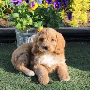 Anthony, Cockapoo Puppy