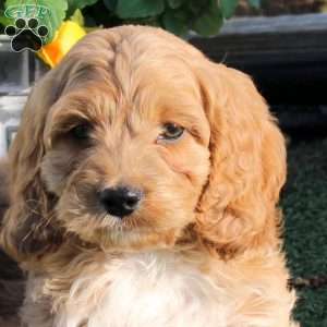 Anthony, Cockapoo Puppy