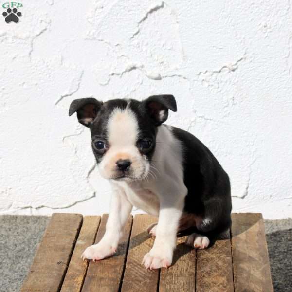 Apollo, Boston Terrier Puppy