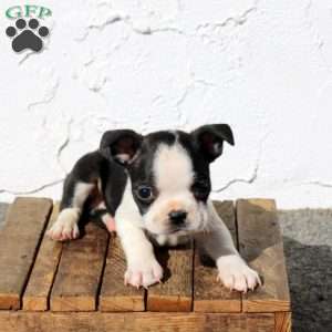 Apollo, Boston Terrier Puppy