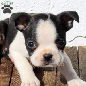 Apollo, Boston Terrier Puppy
