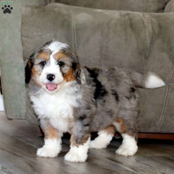 Apollo, Bernedoodle Puppy