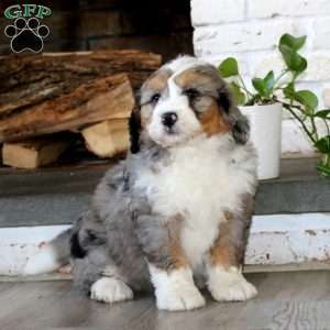 Apollo, Bernedoodle Puppy