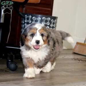 Apollo, Bernedoodle Puppy