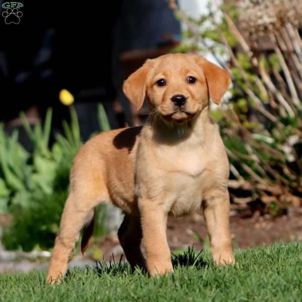 April, Fox Red Labrador Retriever Puppy