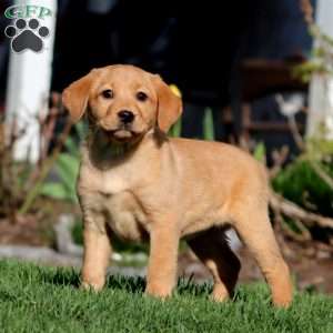 April, Fox Red Labrador Retriever Puppy