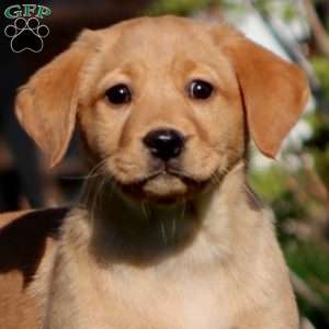 April, Fox Red Labrador Retriever Puppy