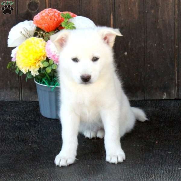 Archer, German Shepherd Mix Puppy