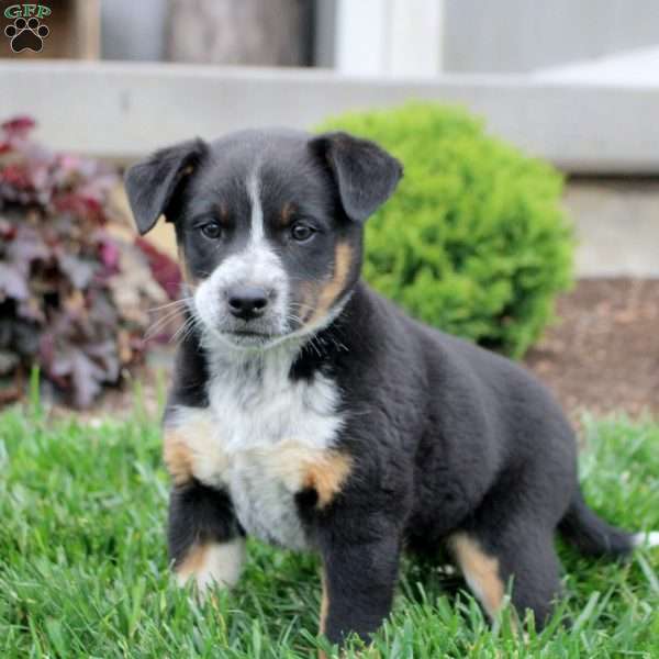 Archer, Blue Heeler Mix Puppy