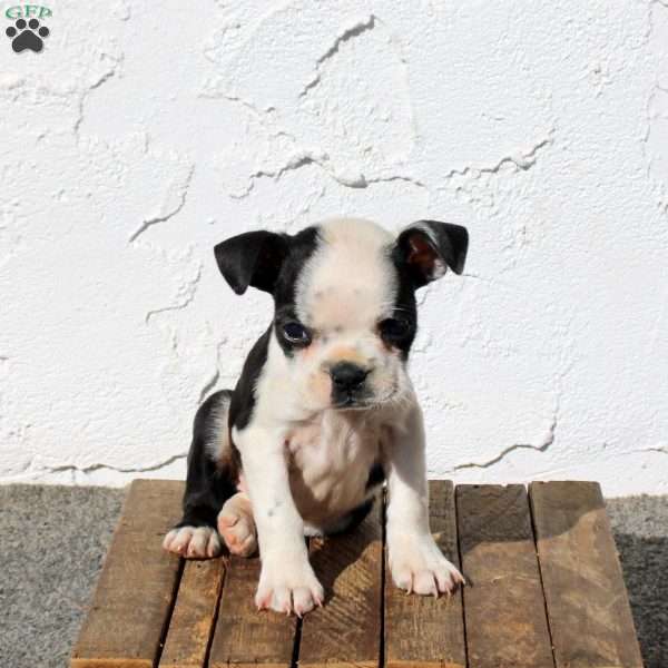 Archer, Boston Terrier Puppy