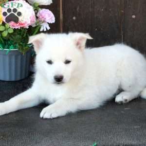Archer, German Shepherd Mix Puppy