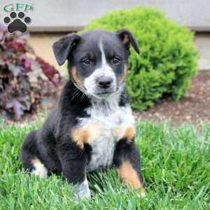 Archer, Blue Heeler Mix Puppy