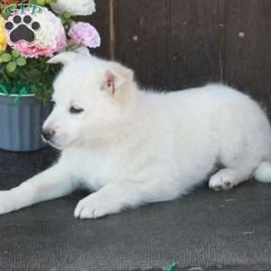 Archer, German Shepherd Mix Puppy