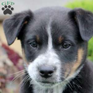 Archer, Blue Heeler Mix Puppy