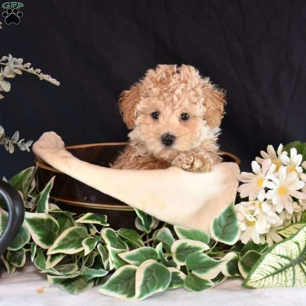 Archie, Maltipoo Puppy