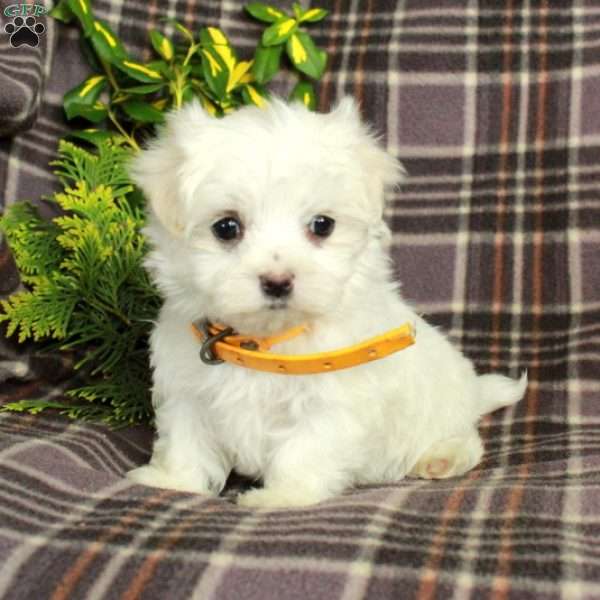 Archie, Maltese Puppy