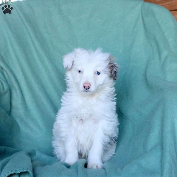 Archie, Mini Aussiedoodle Puppy