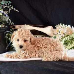 Archie, Maltipoo Puppy