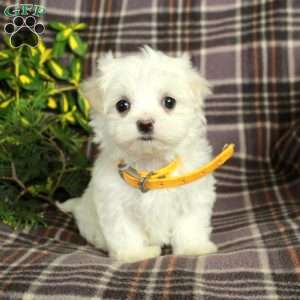 Archie, Maltese Puppy