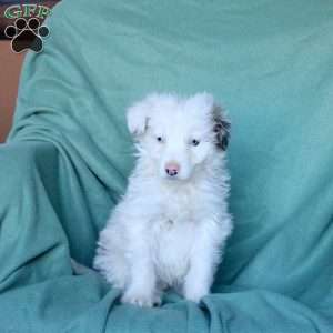 Archie, Mini Aussiedoodle Puppy
