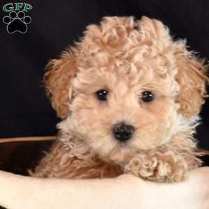 Archie, Maltipoo Puppy