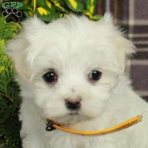 Archie, Maltese Puppy