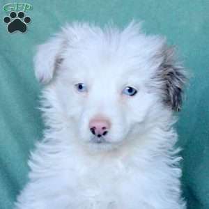 Archie, Mini Aussiedoodle Puppy