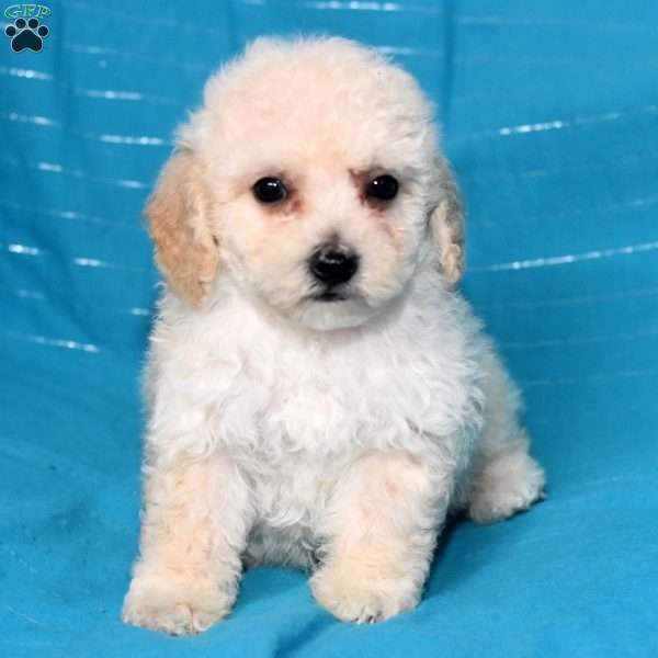 Archie, Bich-Poo Puppy