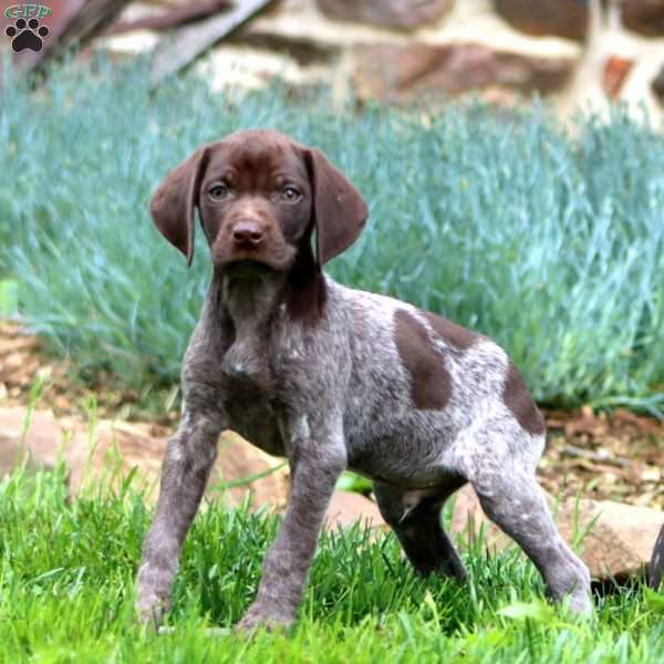 Arlo, German Shorthaired Pointer Puppy