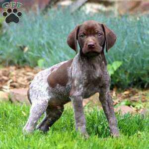 Arlo, German Shorthaired Pointer Puppy