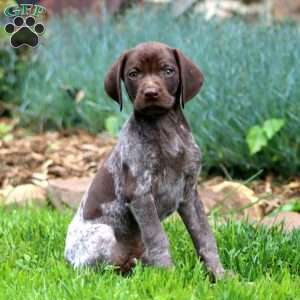 Arlo, German Shorthaired Pointer Puppy