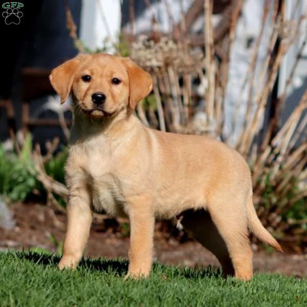 Arnie, Fox Red Labrador Retriever Puppy