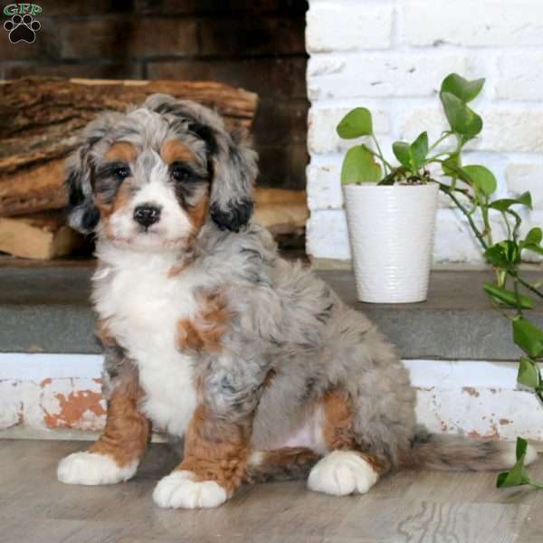 Arnie, Bernedoodle Puppy