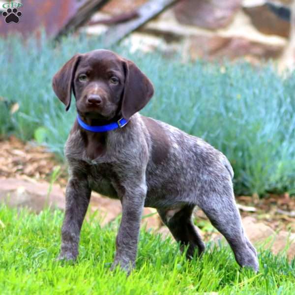 Arnie, German Shorthaired Pointer Puppy