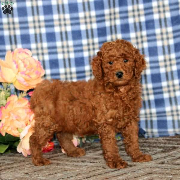 Arnie, Miniature Poodle Puppy