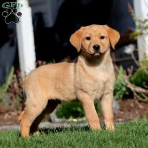 Arnie, Fox Red Labrador Retriever Puppy