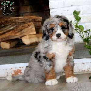 Arnie, Bernedoodle Puppy