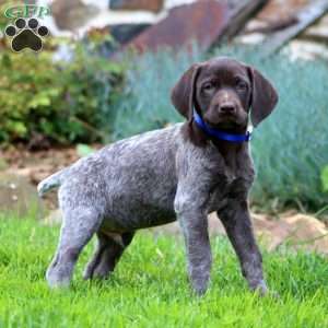Arnie, German Shorthaired Pointer Puppy