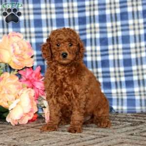 Arnie, Miniature Poodle Puppy
