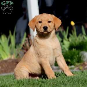 Arnie, Fox Red Labrador Retriever Puppy